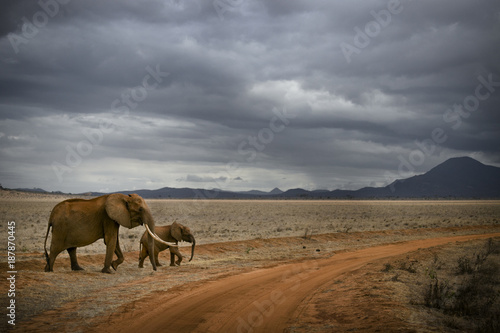 Elephants in Savannah  East Africa  Kenya.