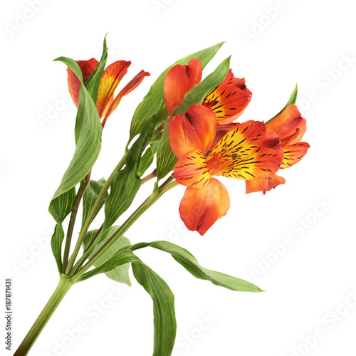 Red Alstroemeria flower iso...
