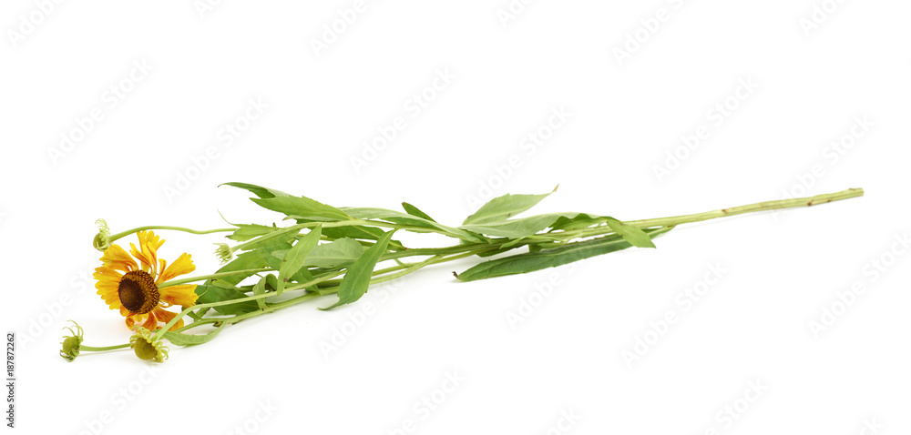 Fototapeta premium Yellow daisy flower isolated