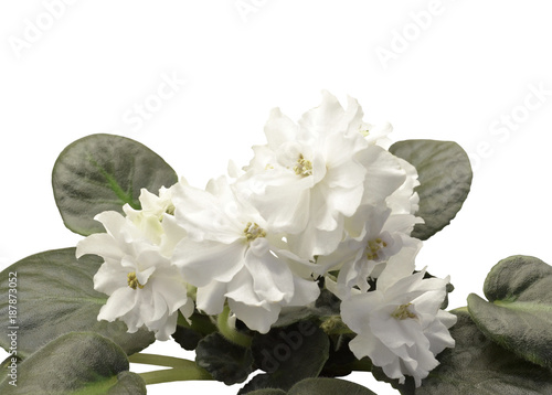 Collection African violets. NK Mir Vashemu Domu (World to Your Home) - Huge fantastic white terry-colored stars,  abundant flowering over a medium-green smooth rosette. Ukrainian Selection photo