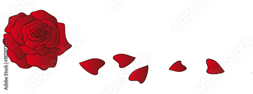 Rose blossom loses petals