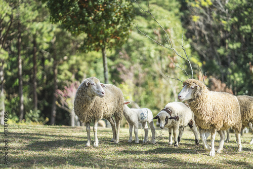 Family of sheep