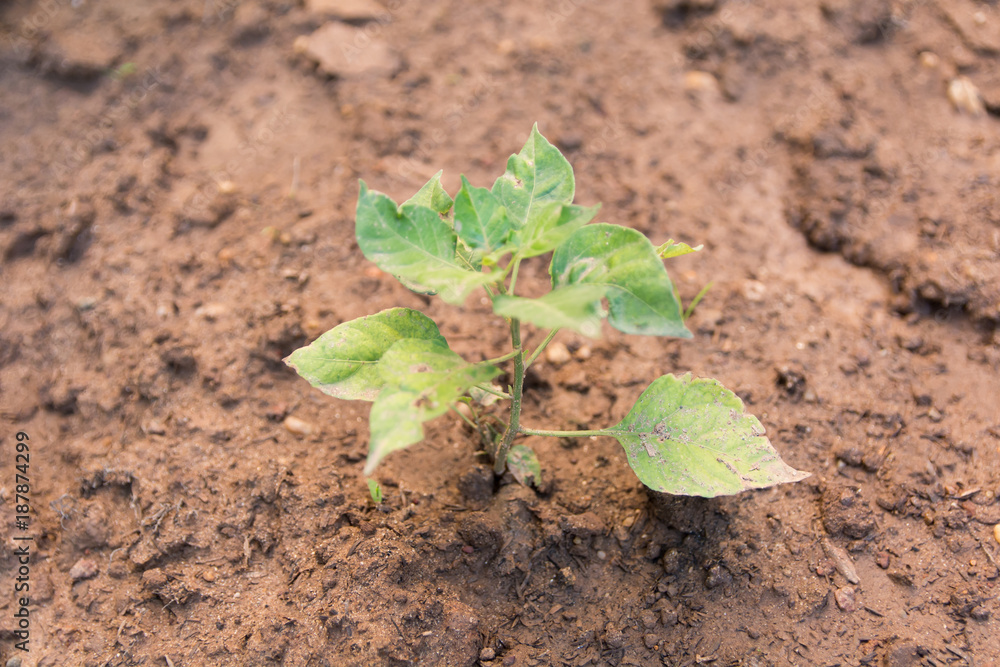 Chili tree planted on the soil. Young chili pepper plant Chili tree planted on the soil. Young chili pepper plant