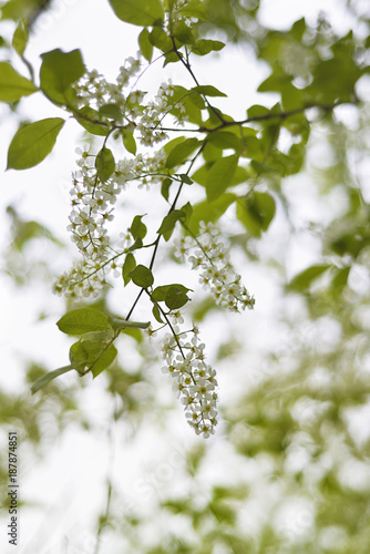 Flowers and leaves of bird-cherry tree