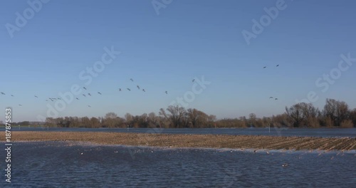 Greylag Geese find a refuge in the elevated area of a bare corn field at the floodplains of the river IJssel, when the water level is rising and forelands flooded. THE NETHERLANDS - JANUARY 7, 2018 photo