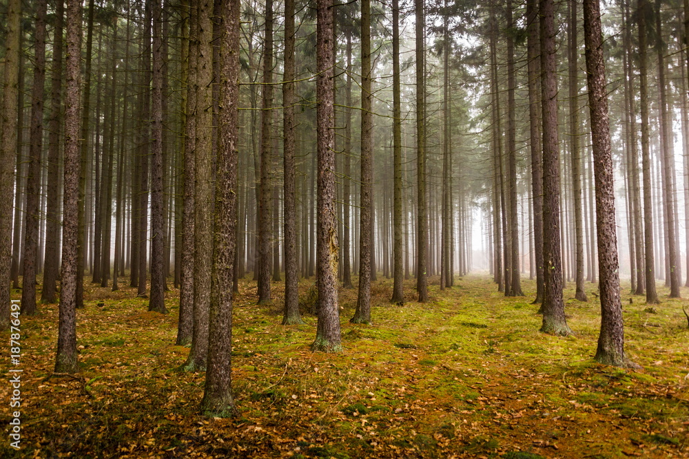 Trail through a mysterious forest in fog. Autumn morning in Bohemia. Magical atmosphere. Fairytale. Trail through a mysterious forest in fog. Autumn morning in Bohemia. Magical atmosphere. Fairytale.