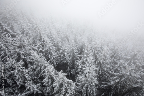 snowy treetops 