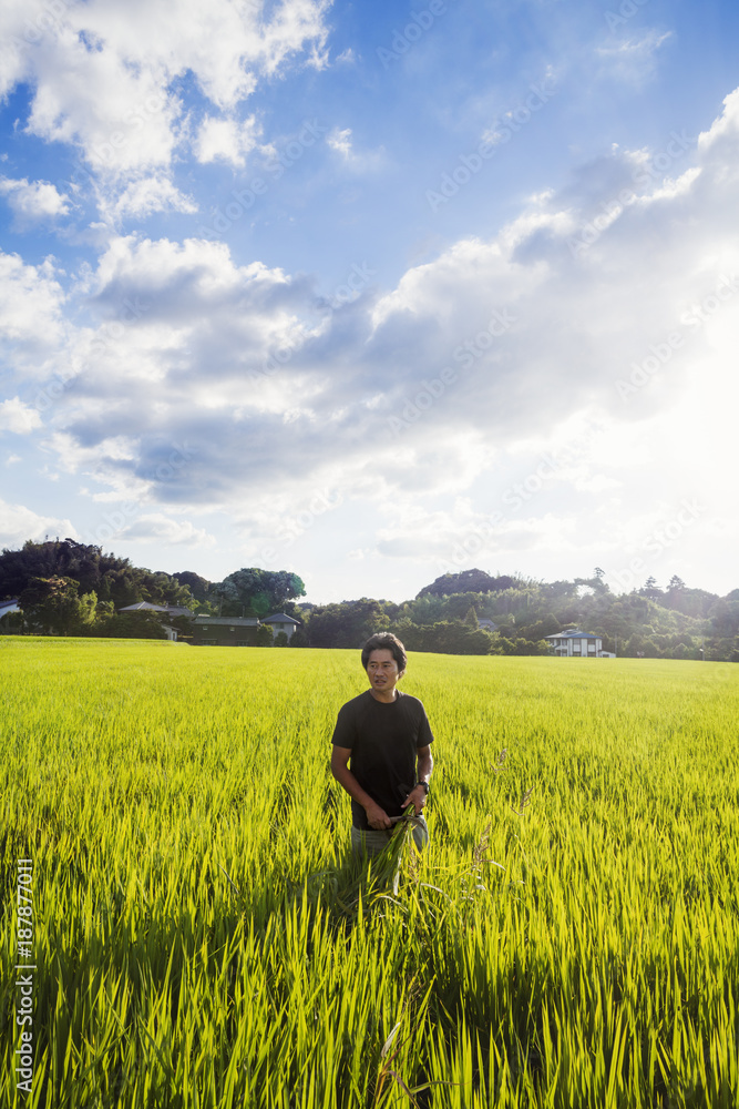 A rice farmer standing in a field of green crops, a rice paddy with lush green shoots. A rice farmer standing in a field of green crops, a rice paddy with lush green shoots.