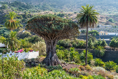 Nationaldenkmal Drago Milenario - Drachenbaum auf Teneriffa in Icod de los Vinos © Andy Ilmberger