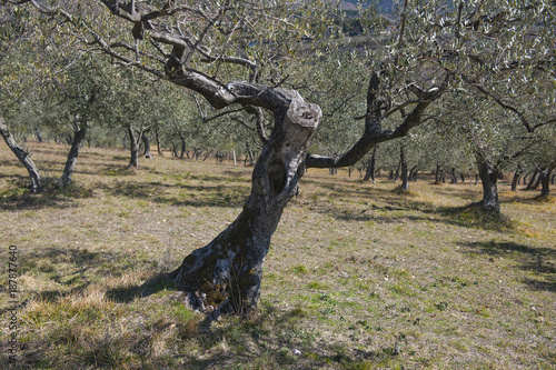Olivenb  ume bei San Daminano  Assisi  Umbrien  Italien