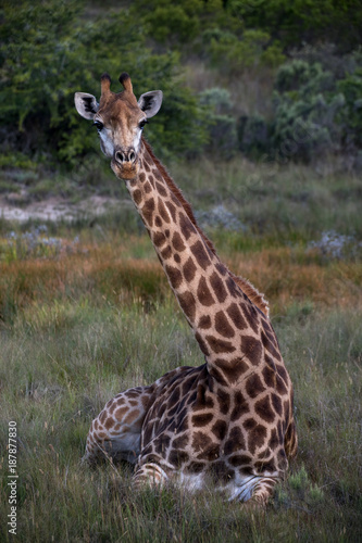 Giraffe sitting in grass, facing toward camera