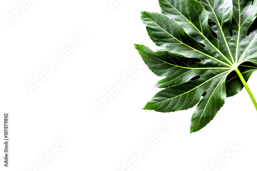 Big leaf of tropical plant on white background top view copyspac