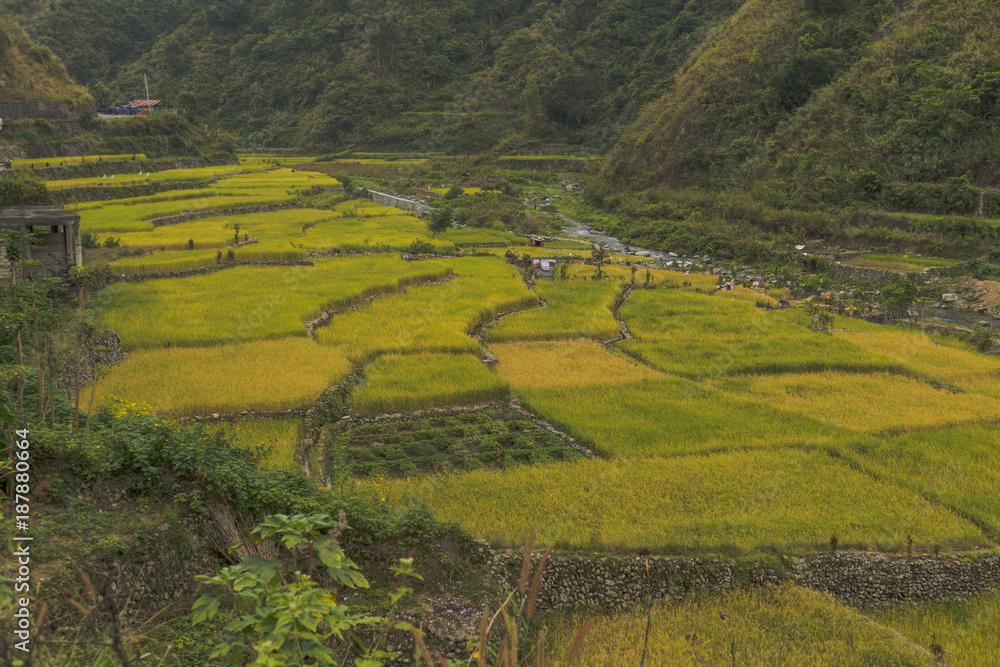 Beautiful Stepped Of Rice Terraces  In Banaue, Philippines 