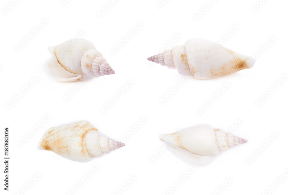Sea shell isolated Sea shell isolated