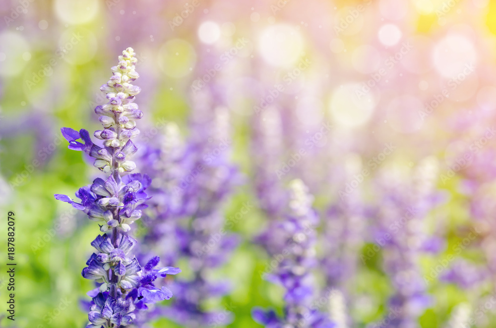 Fototapeta premium violet lavender field
