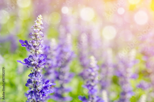 violet lavender field © gamjai