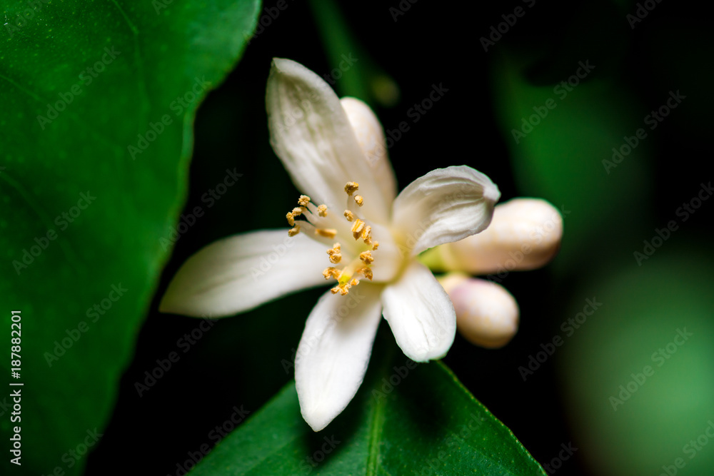 Fototapeta premium Lemon flower on a branch
