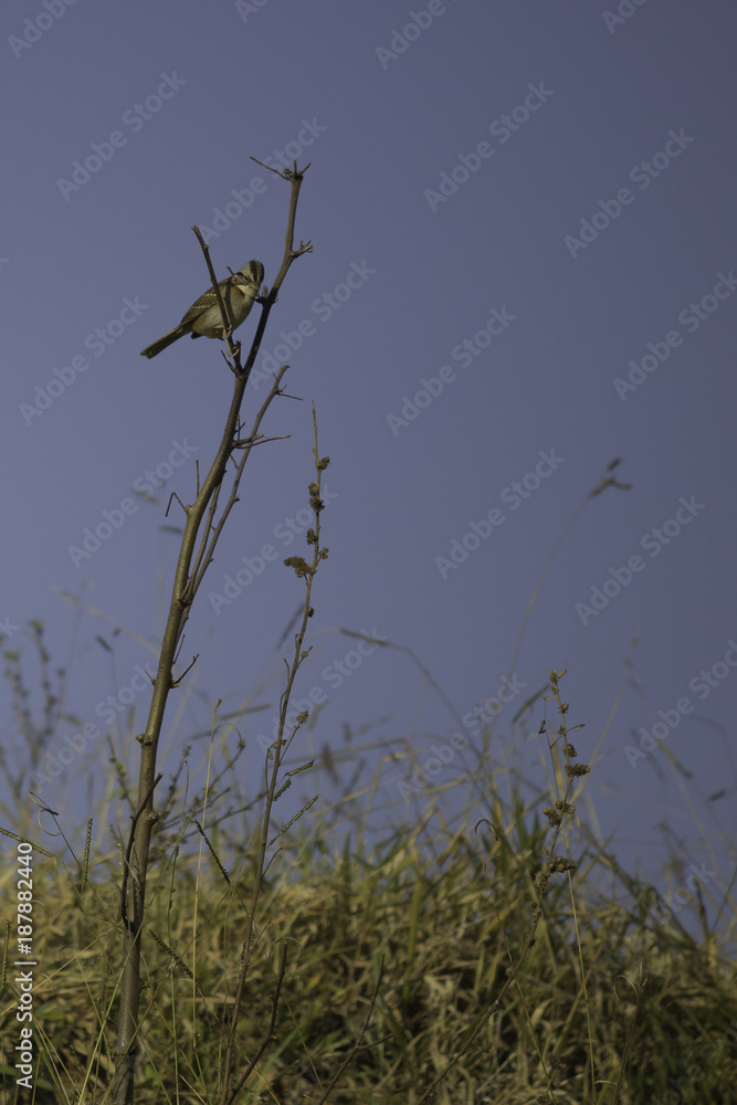 Obraz premium Bird on the field