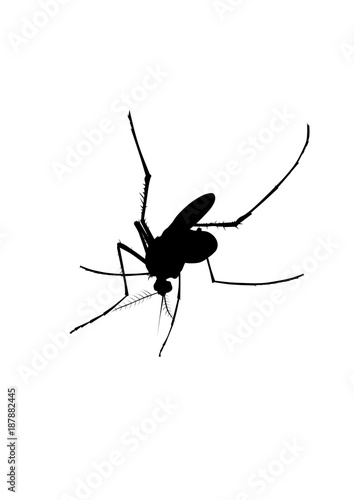 Black mosquito silhouette
