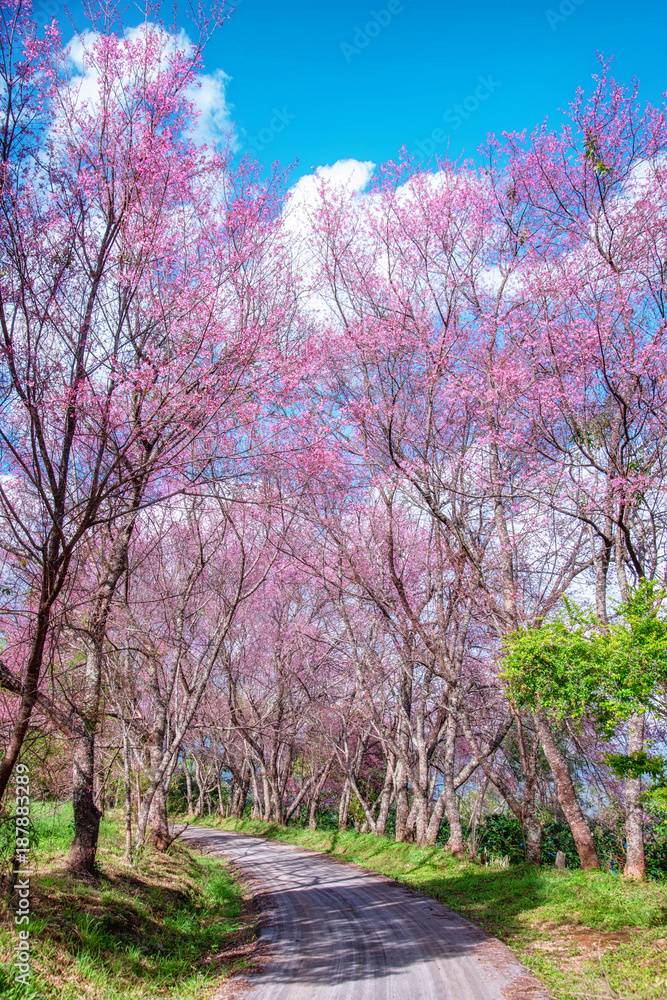 Blossom of Wild Himalayan Cherry flower.