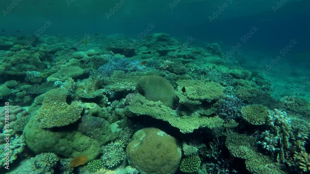 Life in the beautiful shallow water coral reef, Blue Hole, Red sea, Dahab, Sinai Peninsula, Egypt
Life in the beautiful shallow water coral reef, Blue Hole, Red sea, Dahab, Sinai Peninsula, Egypt