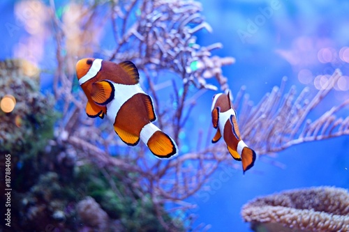 Photo Clownfish, Amphiprioninae, in aquarium tank with reef as background