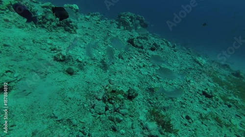  school of Strong-spined Silver-biddy (Gerres longirostris) feeding on the seabed, Red sea, Dahab, Sinai Peninsula, Egypt
 photo