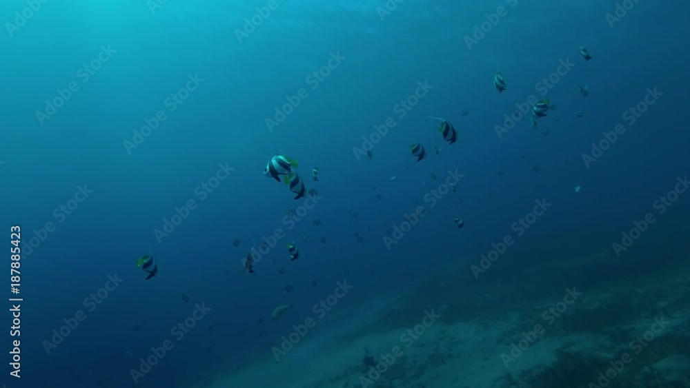 School of Schooling bannerfish (Heniochus diphreutes) swims in the blue water, Red sea, Dahab, Sinai Peninsula, Egypt
School of Schooling bannerfish (Heniochus diphreutes) swims in the blue water, Red sea, Dahab, Sinai Peninsula, Egypt