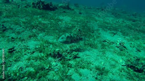 Wallpaper Mural Viridescent Parrotfish (Calotomus viridescens) swimming over seabed, Red sea, Dahab, Sinai Peninsula, Egypt
 Torontodigital.ca