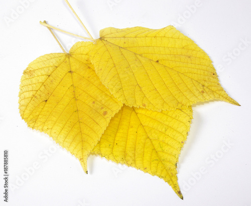 żółte jesienne liście 