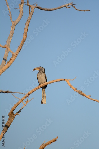 Bird in Botswana