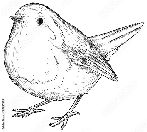 Rotkehlchen - Vektor-Illustration