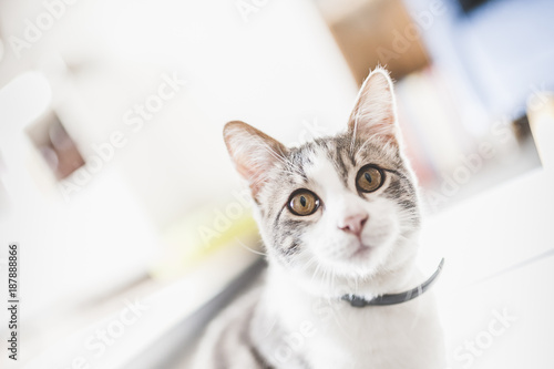 Jeune chat blanc tigré