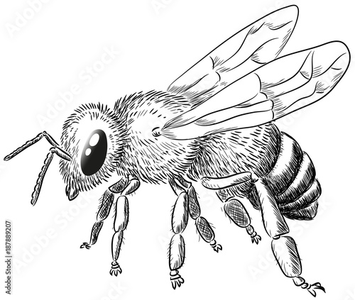 Biene - Vektor-Illustration