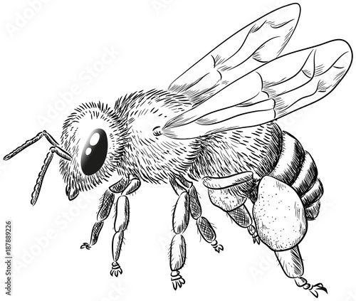 Biene mit Pollenhose - Vektor-Illustration