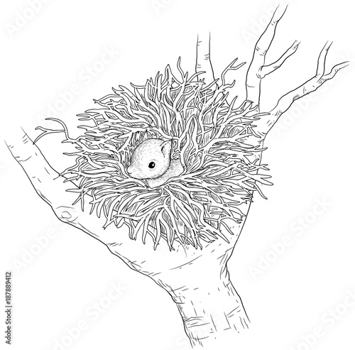 Eichhörnchen im Kobel - Vektor-Illustration