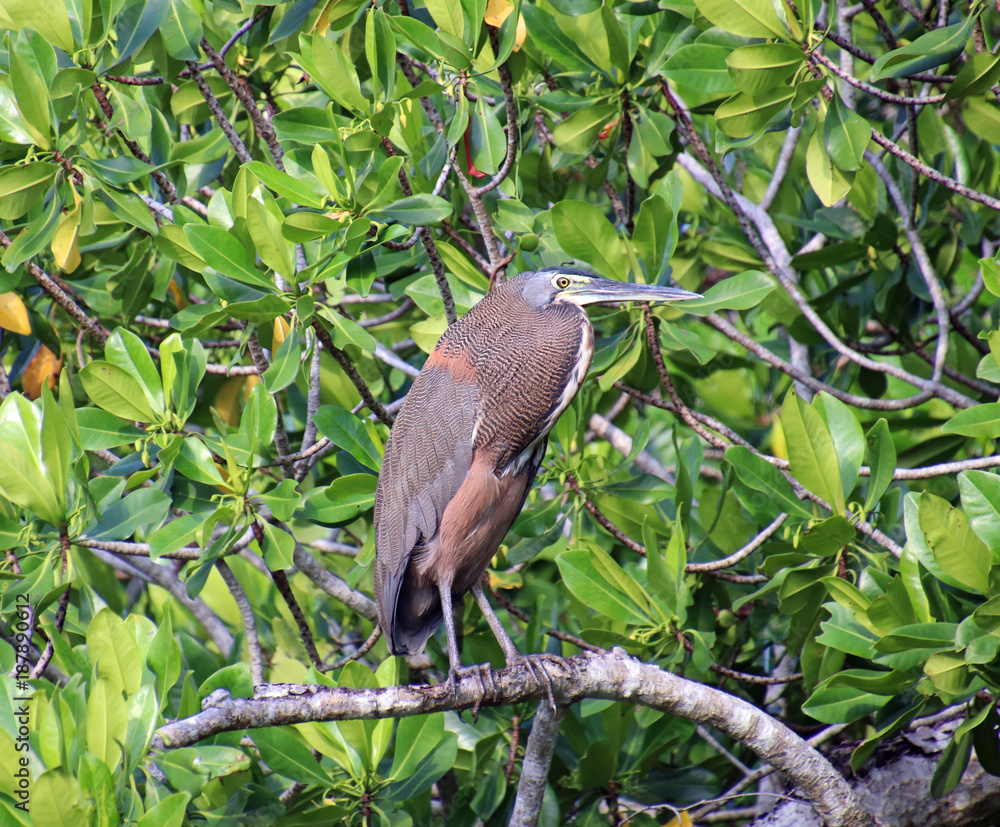 Fototapeta premium Tiger heron