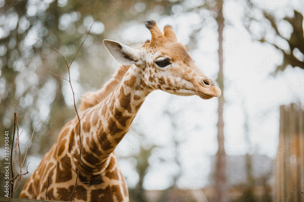 Close-up, portrait of a young African African giraffe newly spotted in cloudy weather, cold season Close-up, portrait of a young African African giraffe newly spotted in cloudy weather, cold season