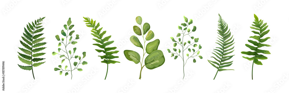 Vector designer elements set collection of green forest fern frond maidenhair greenery art foliage natural leaves herb in watercolor style collection. Decorative beauty elegant illustration for design - obrazy, fototapety, plakaty 