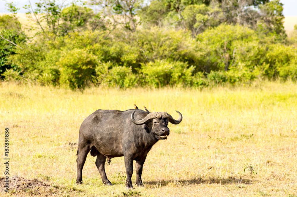 Isolated Buffalo grazing in the savannah of Maasai Mara Park in North West Kenya Isolated Buffalo grazing in the savannah of Maasai Mara Park in North West Kenya