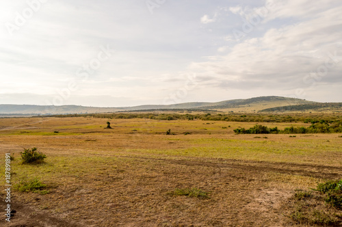 View of the savannah in Maasai Mara Park Kenya
