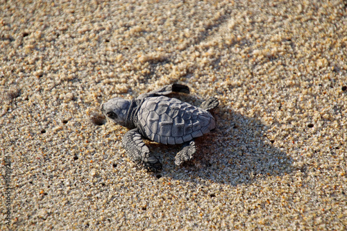 Newly hatched baby turtle © Margaret