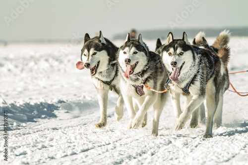 husky dogs on winter races