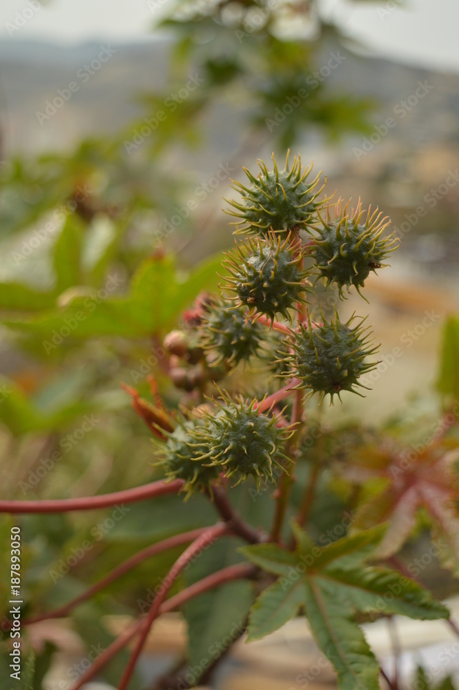 Plant Prickly Pods Plant Prickly Pods