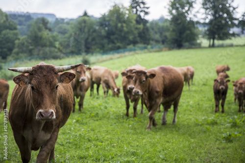 Nosy cows in Belgium