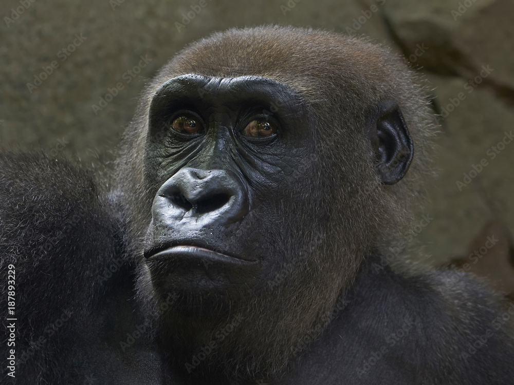 Naklejka premium Western lowland gorilla (Gorilla gorilla gorilla)