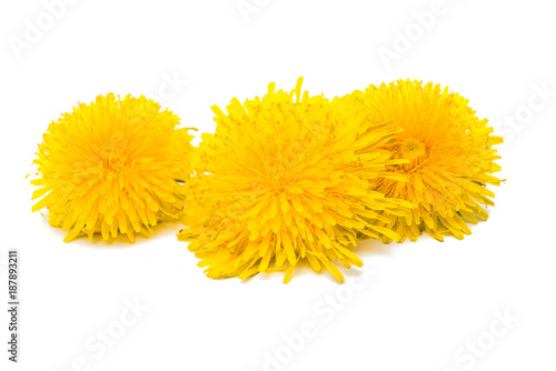 Fototapeta Naklejka Na Ścianę i Meble -  dandelion flower