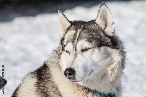 husky dogs on winter races © kapichka