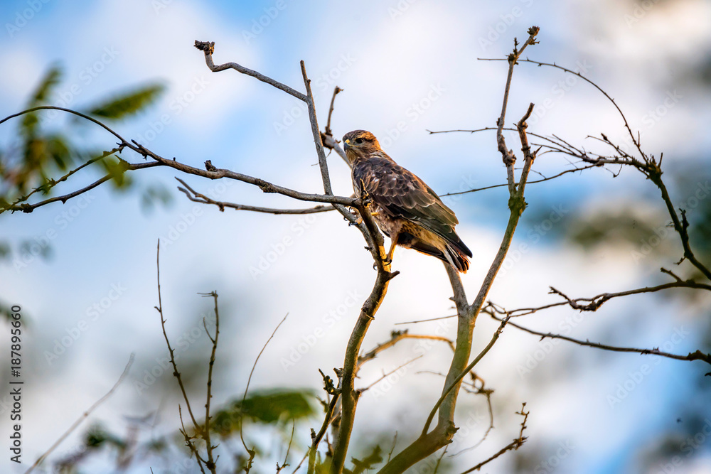 Common buzzard or Buteo buteo on tree branch Common buzzard or Buteo buteo on tree branch