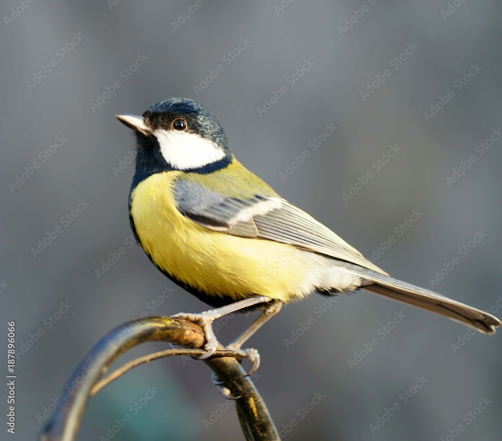 Nahaufnahme einer Kohlmeise (Parus major)